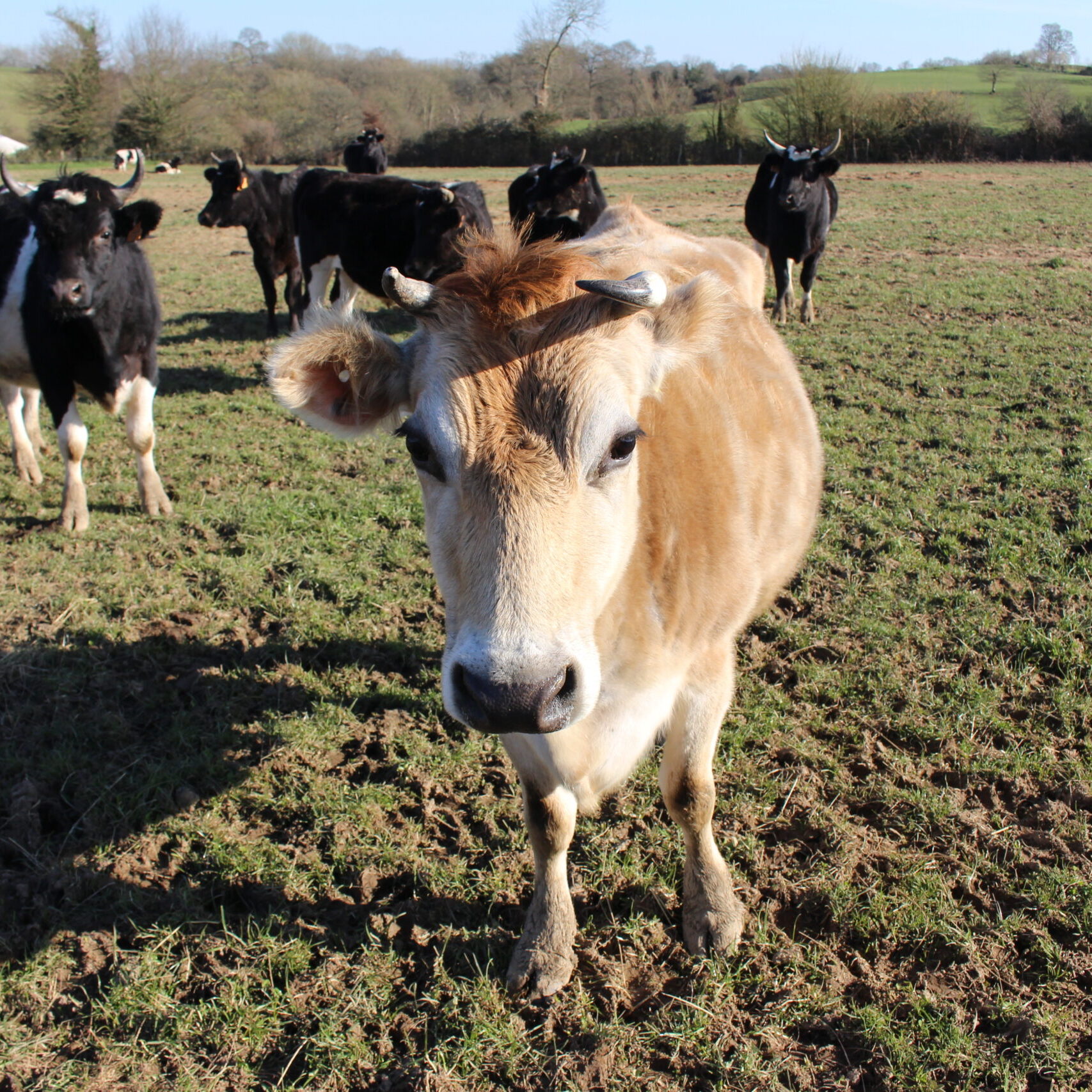La Gorronière 6 Hubert vaches de la ferme de La Gorronière