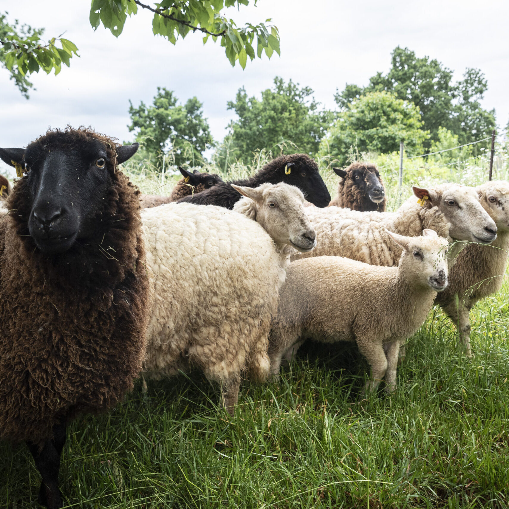 Crédit photo : Jean-Claude Moschetti - Denved ar Vro