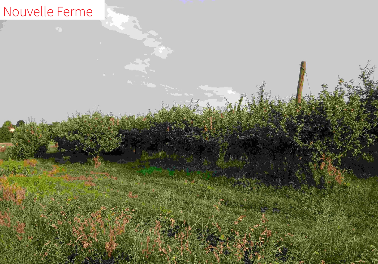 pommiers_nouvelle ferme