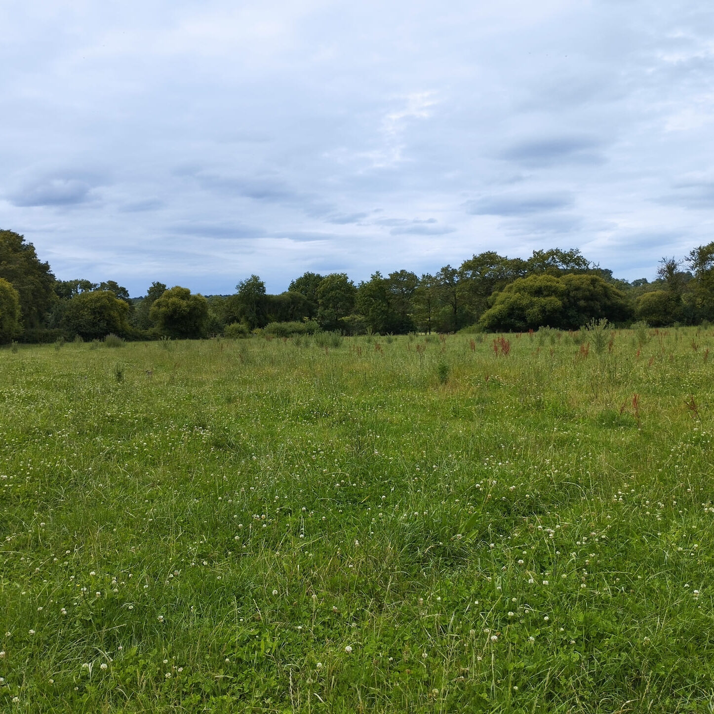 prairie_Landes-du-Luquet_compresse prairie_Landes-du-Luquet_compresse